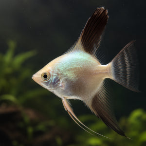 Bulgarian Seal Point Angelfish 4-5cm Concrete Blonde Aquatics