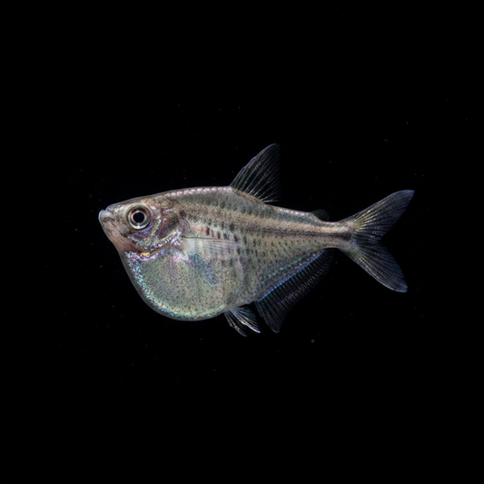 Blackwing Hatchet Fish - Carnegeiella Schereri Concrete Blonde Aquatics