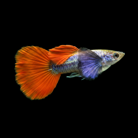 Platinum Red Tail Big Ear Guppy (Males) Concrete Blonde Aquatics