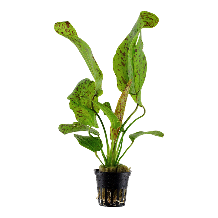 Green Ozelot Sword - Echinodorus Green Ozelot Tropica