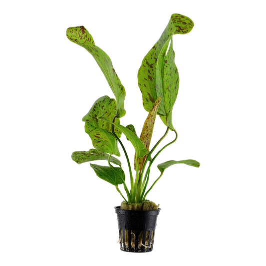 Green Ozelot Sword - Echinodorus Green Ozelot Tropica