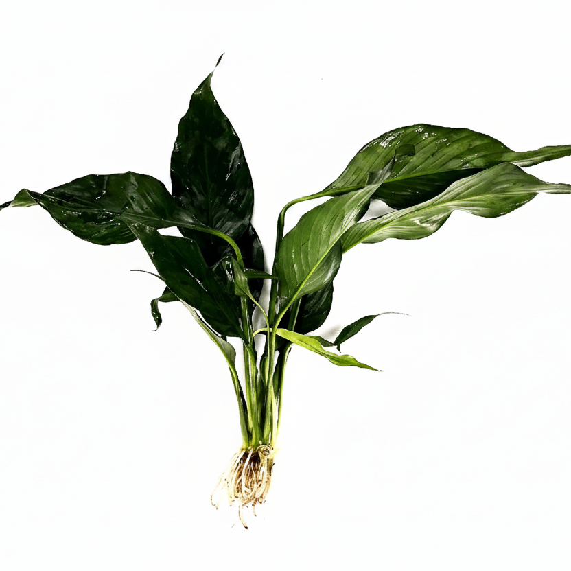 Brazil Sword - Spathiphyllum Tasson ( Peace Lily) Potted Tropica