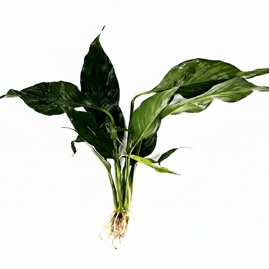 Brazil Sword - Spathiphyllum Tasson ( Peace Lily) Potted Tropica