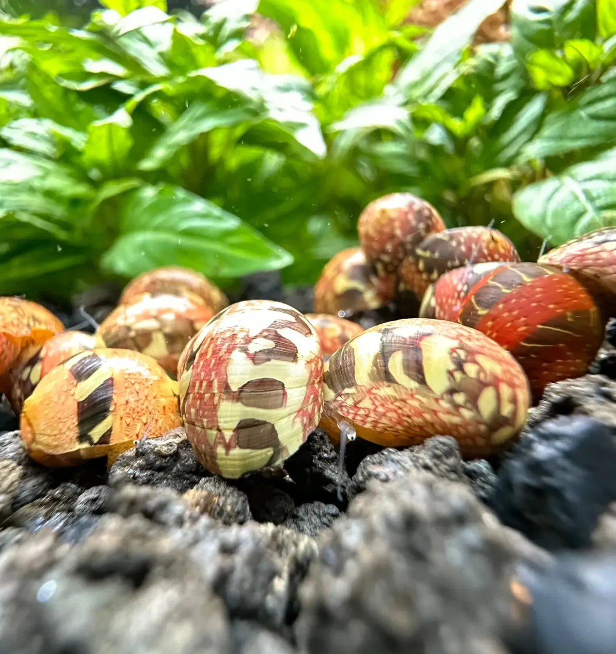 Pumpkin Striped Nerite Snail Concrete Blonde Aquatics