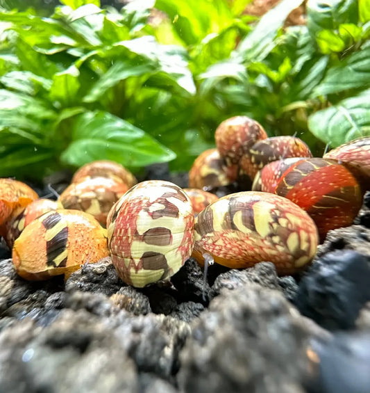 Pumpkin Striped Nerite Snail Concrete Blonde Aquatics