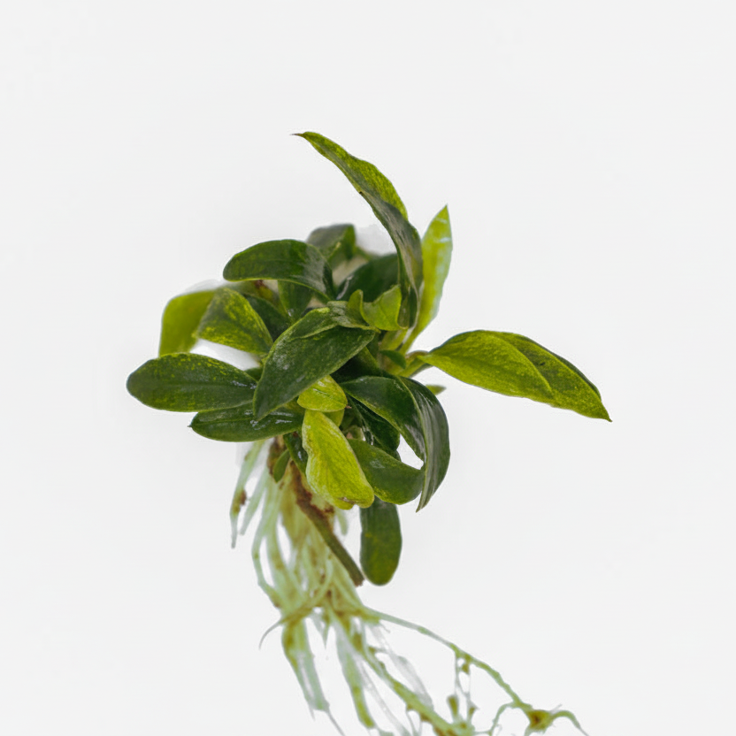 Anubias Chilli Jalapeno Afishionados
