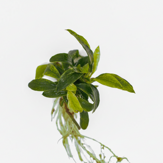 Anubias Chilli Jalapeno Afishionados