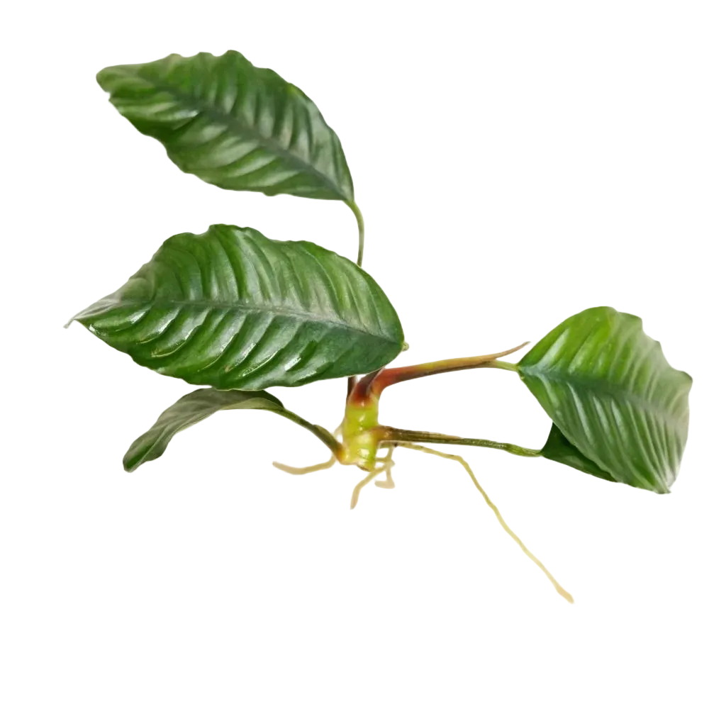 Anubias barteri var. 'Coffeifolia' Large Tropica