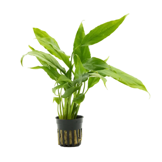 Brazil Sword - Spathiphyllum Tasson ( Peace Lily) Potted Tropica