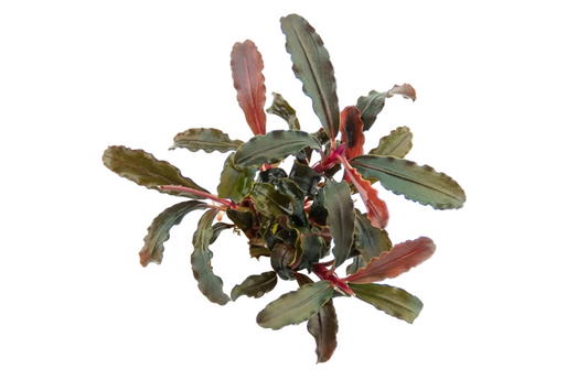 Bucephalandra sp. 'Red' Tropica