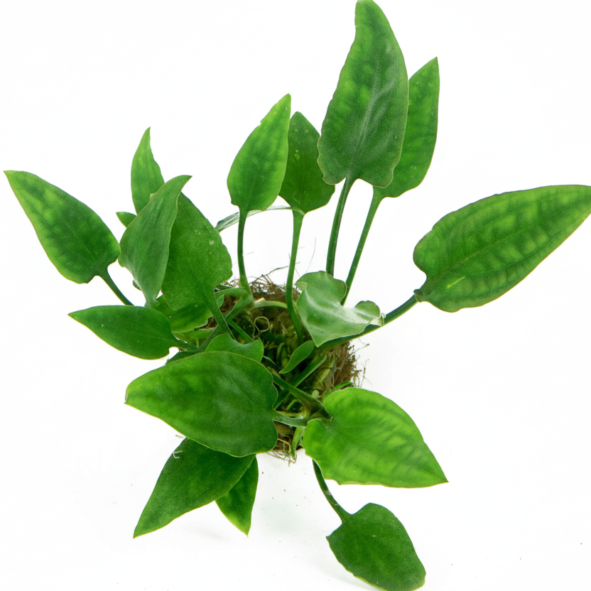 Cryptocoryne Ponterdifolia Tropica