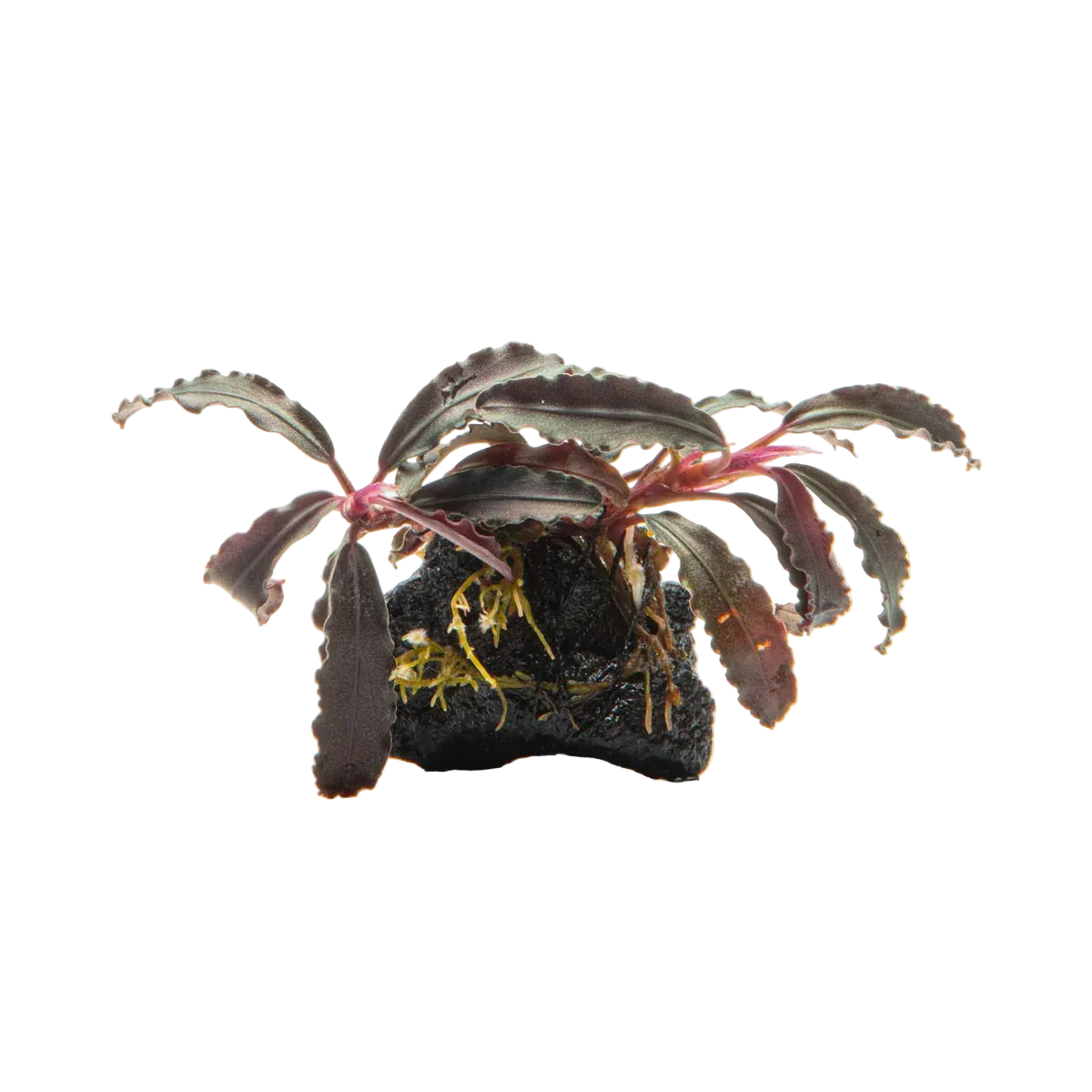 Bucephalandra 'Sp' Godzilla Afishionados