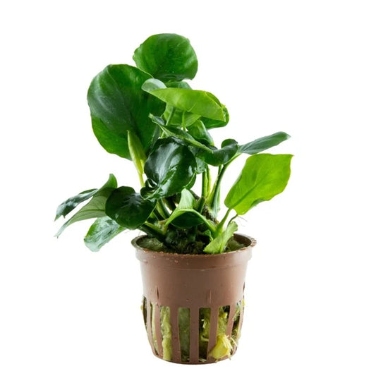 Gold Coin Anubias (Anubias barteri “Round Leaf”) Afishionados