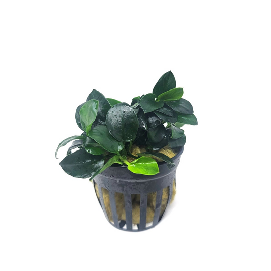 Anubias barteri 'Petite' - Potted Tropica