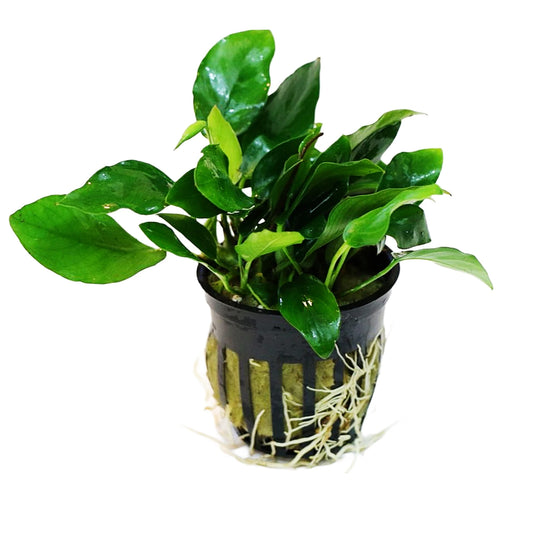 Anubias Nana (Anubias barteri var. nana) Afishionados