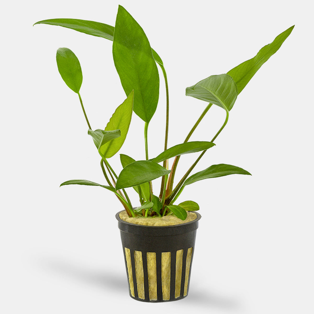 Anubias Frazeri (Anubias barteri x A. heterophylla) Afishionados