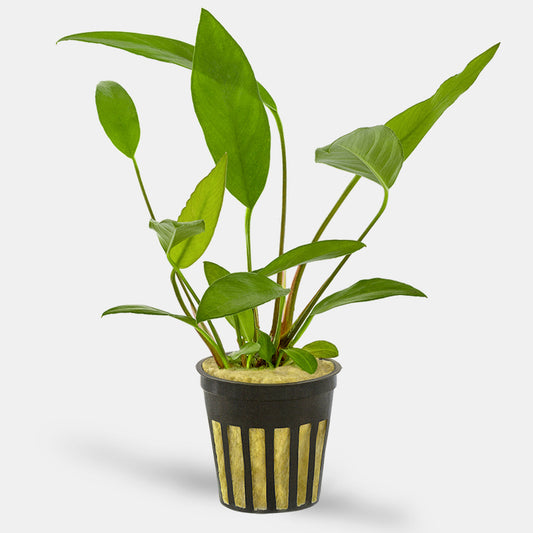 Anubias Frazeri (Anubias barteri x A. heterophylla) Afishionados