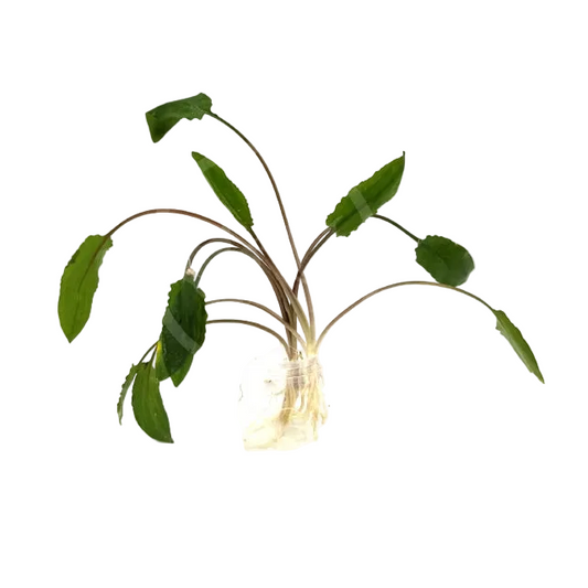 Cryptocoryne wendtii "Green"- Loose Tropica