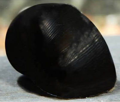 Black batik Nerite snail