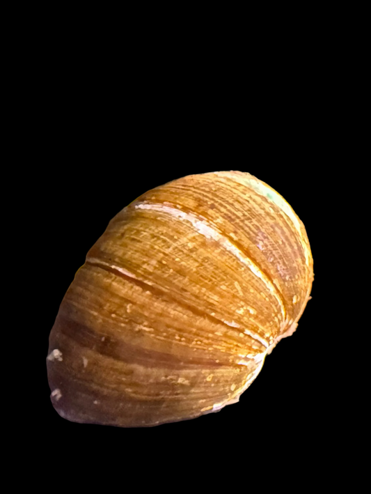 Assorted Nerite Horned Snail