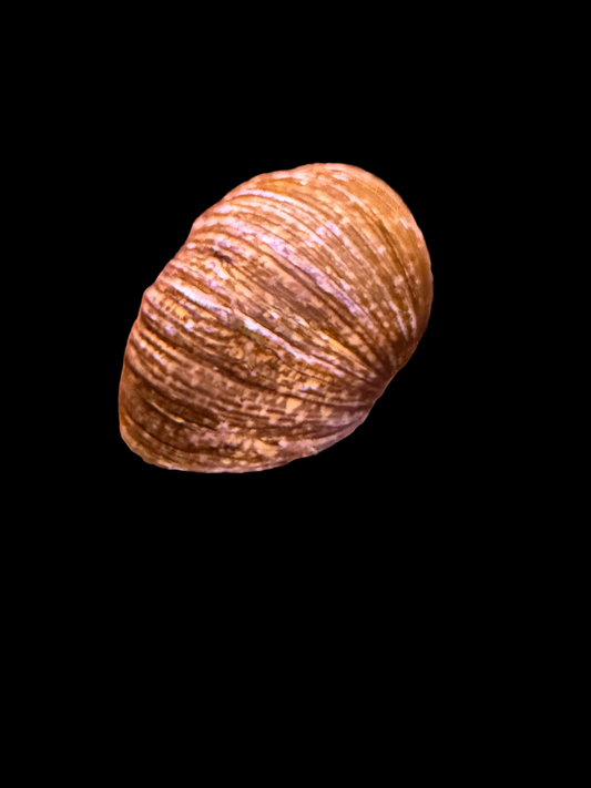 Assorted Nerite Horned Snail