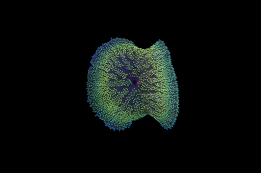 Iba't ibang Minimax Carpet Anemones