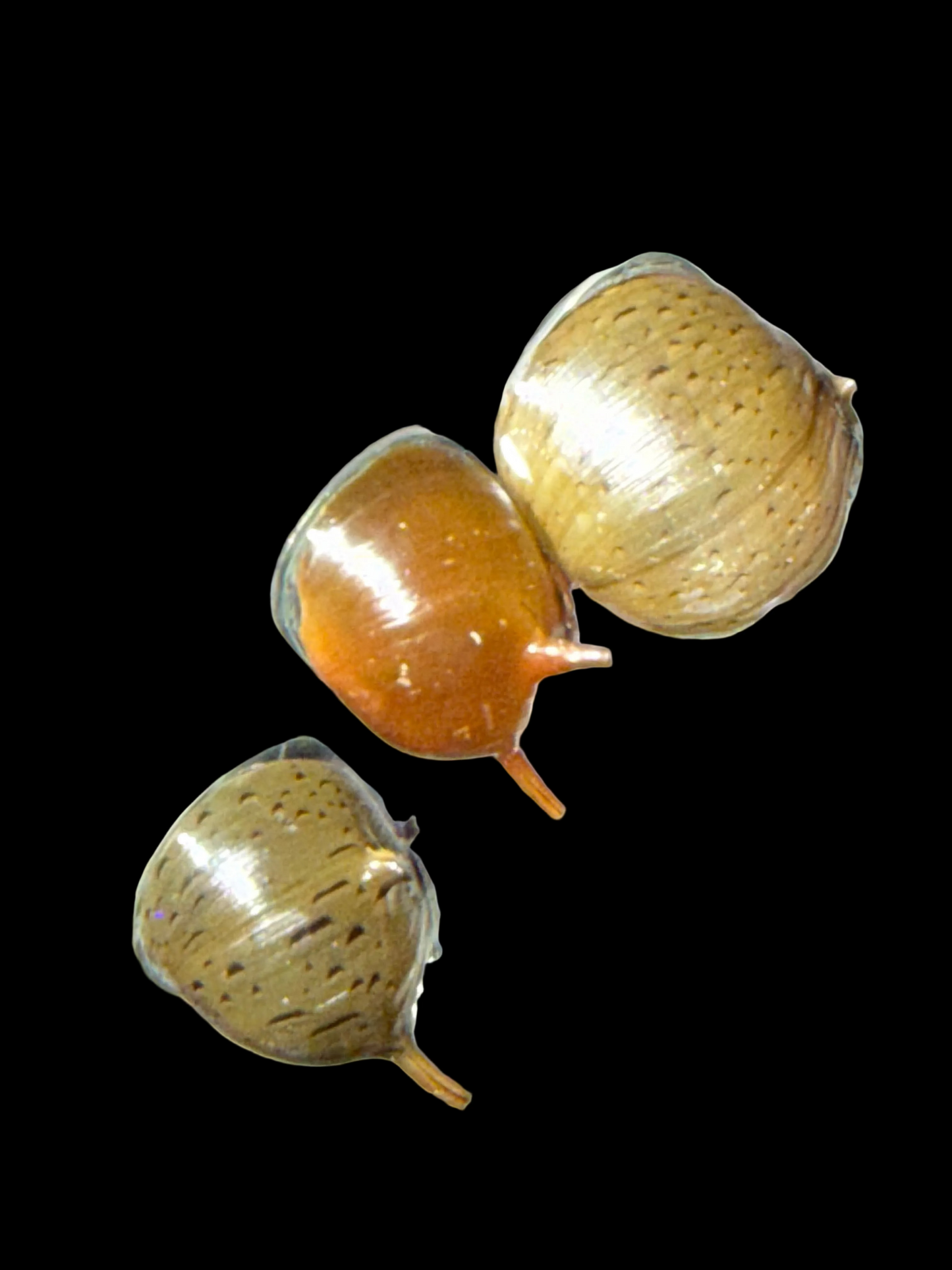 Assorted Nerite Horned Snail