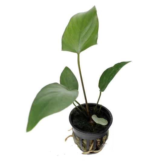 Anubias Hastifolia Afishionados
