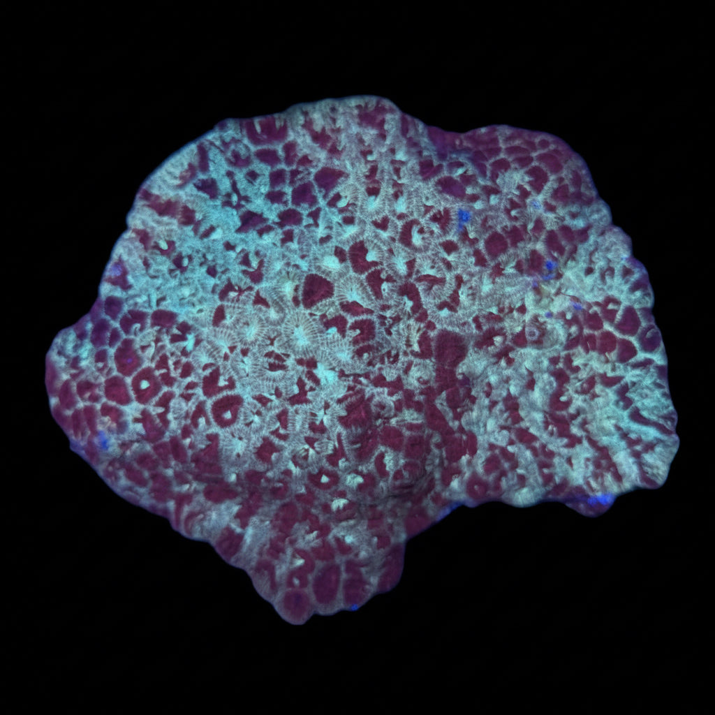 Red Gold Favia Xlg Wysiwyg