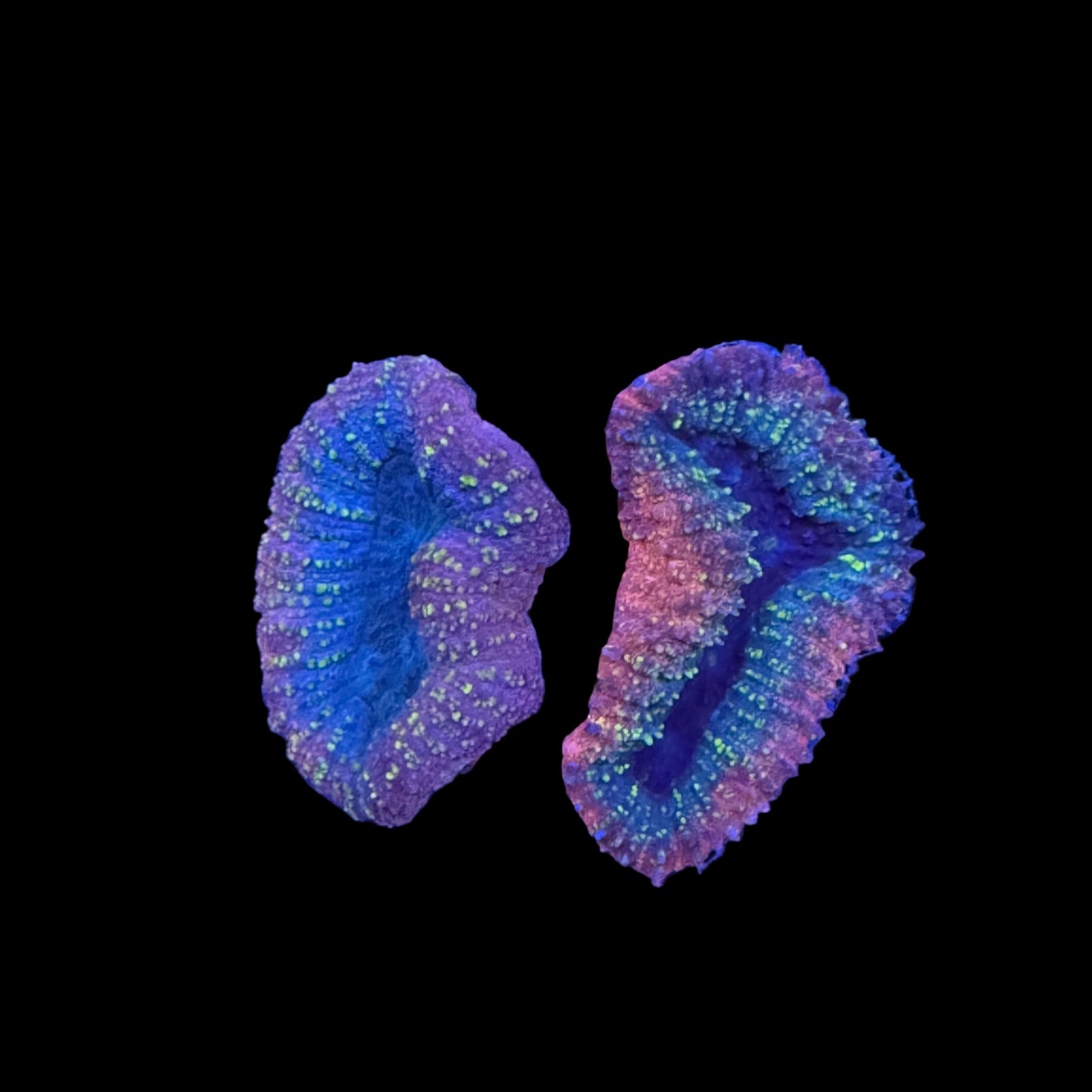 Rainbow Metallic Lobo Wysiwyg