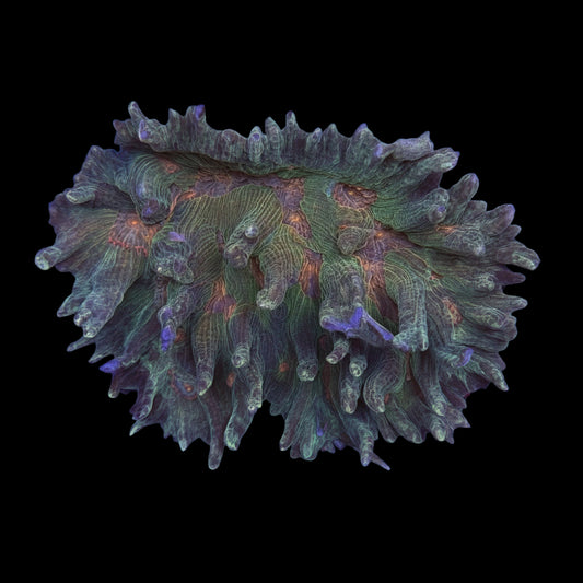 Rainbow Pectinia Wysiwyg