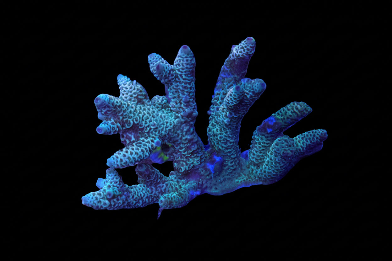 Indo Acropora Wysiwyg 3
