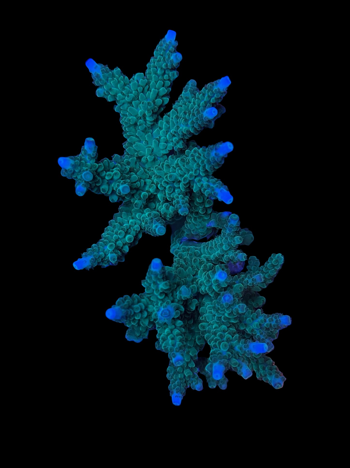 Indo Acropora Wysiwyg 2