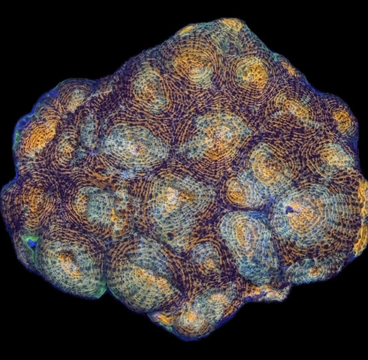 Acan Enchinata WYSIWYG