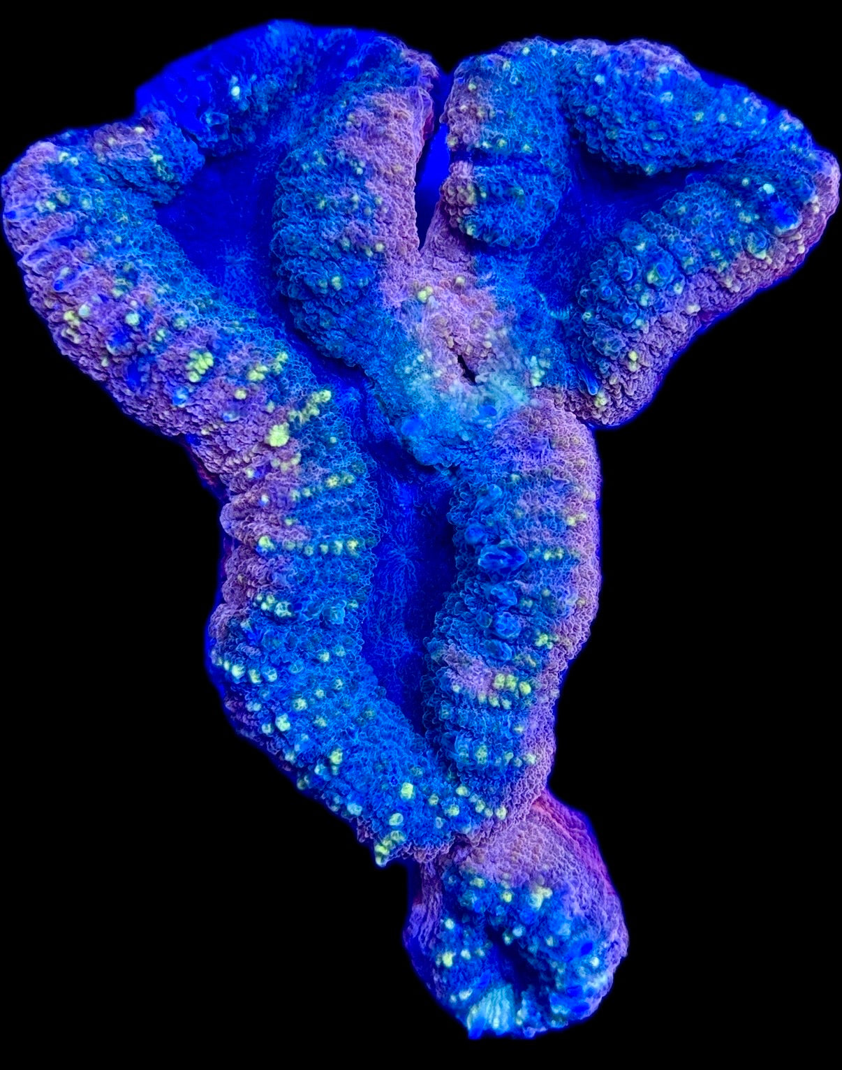 Red Rim Gold Flake Lobophyllia WYSIWYG