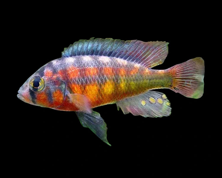Rock Kribensis Cichlid