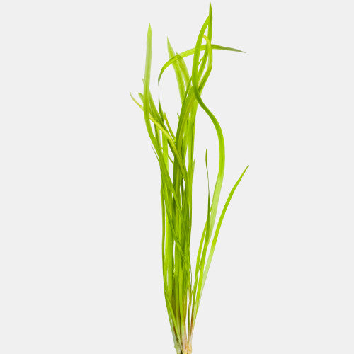 Jungle Val (Vallisneria Americana) bunch