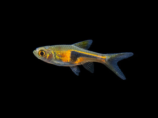 Lambchop Rasbora