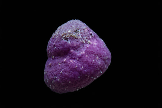 Purple Margarita Snail Tegula