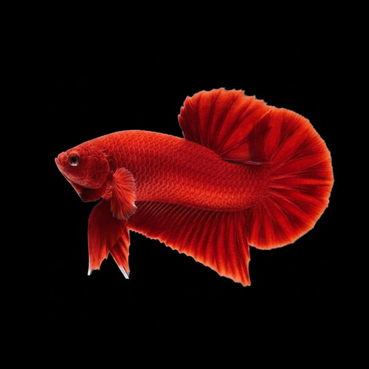 Betta Plakat Halfmoon Super Red Male