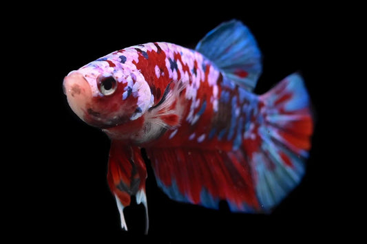 Betta Plakat Halfmoon Koi Male