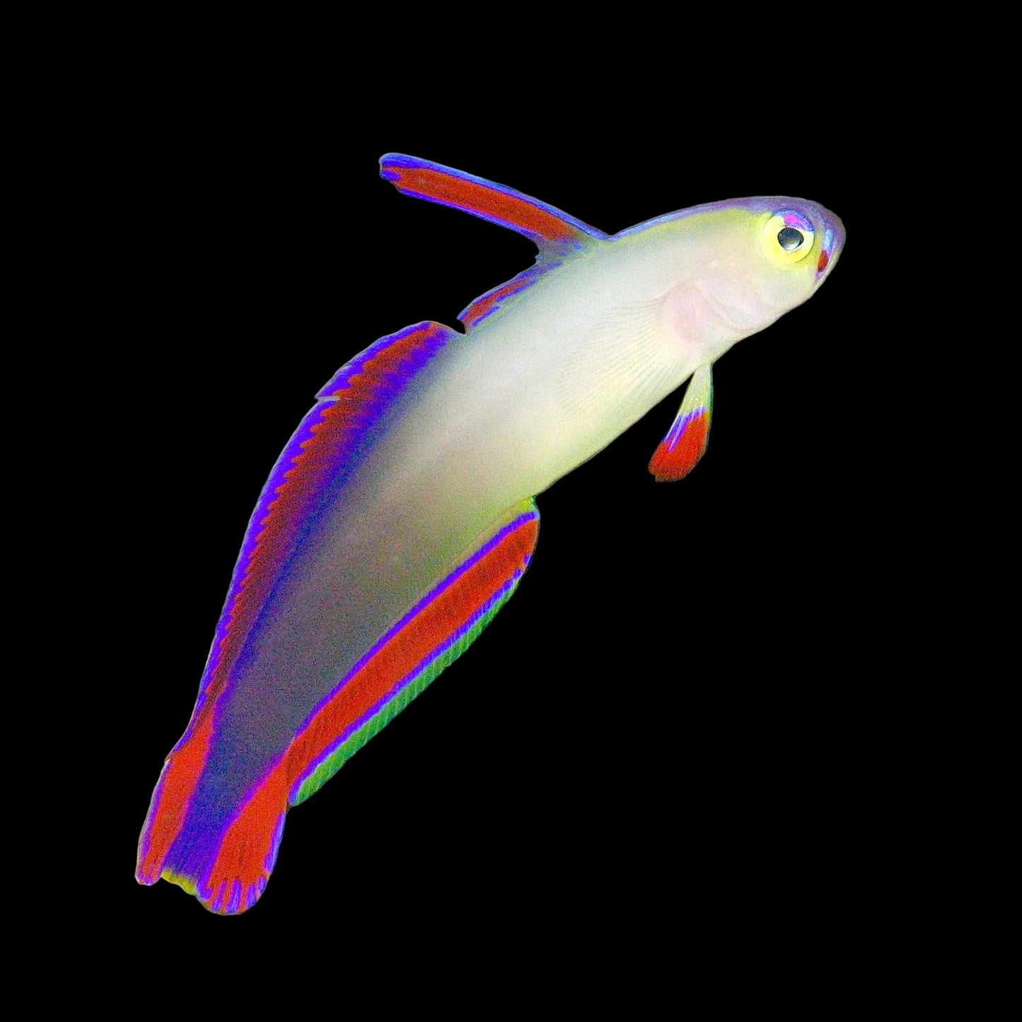 Purple Firefish