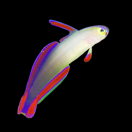 Lila na Firefish