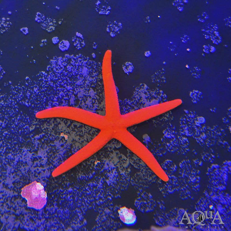 Orange Linckia starfish small Concrete Blonde Aquatics