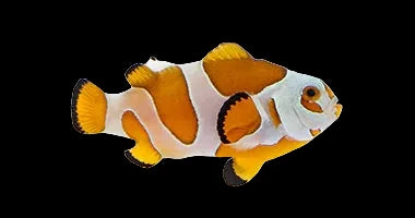 Captive Bred Orange Semi Storm Clownfish