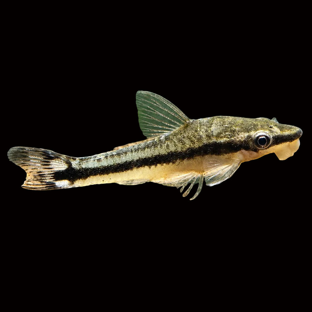 Otocinclus Catfish vestitus Afishionados