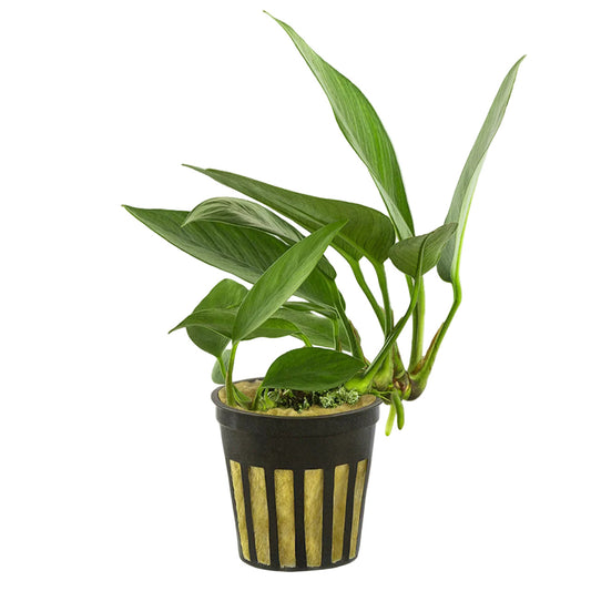 Anubias Nancon (Anubias barteri "Nana" x Anubias afzelii "Congensis")