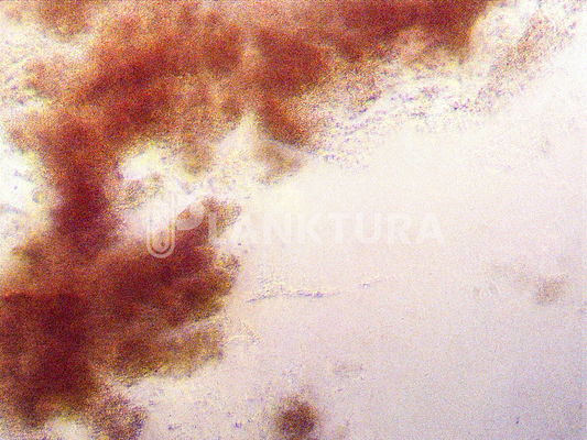 Palustris Live Bacteria - Bacto Fuel