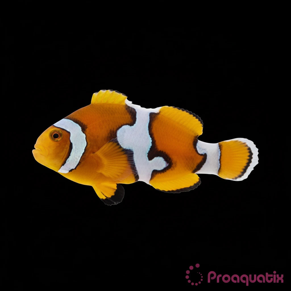 Captive Bred Picasso Clownfish Percula