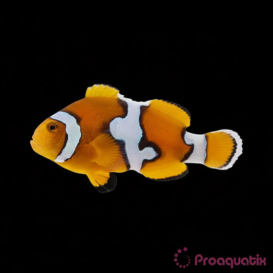 Captive Bred Picasso Clownfish Percula
